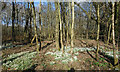 Snowdrops at Inkpen Common