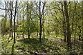 Woodland by footpath