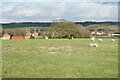 Sheep by Field House Farm