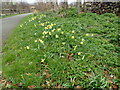 Daffodils at the London Wetland Centre