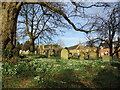 Snowdrops in the churchyard, Braunston in Rutland