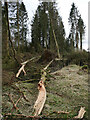 NY4782 : Kershopefoot tree nursery: Storm Arwen damage by James T M Towill