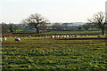 Sheep at Yarlet