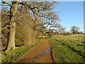 SU9675 : Path in Windsor Great Park by Malc McDonald