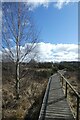 Boardwalk and birch tree