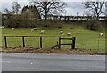 Sheep and lambs in a field, Howick, Monmouthshire