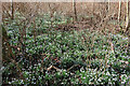 A Carpet of Snowdrops