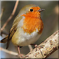 NJ6862 : Robin (Erithacus rubecula) by Anne Burgess