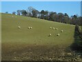 NS6375 : Grazing sheep by Richard Sutcliffe