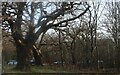 Epping Forest by the Wake Arms Roundabout