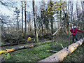 SD3098 : Damage to trees  at summit of High Guards by Trevor Littlewood