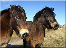 NU2033 : Exmoor ponies at St Aidan’s Dunes by Walter Baxter
