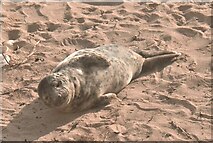 TA1967 : Seal pup, North Sands by JThomas