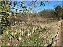SU5952 : New hedge near Wootton Copse by Mr Ignavy