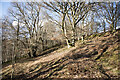 Open woodland in Baal Hill Wood