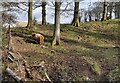 Highland Cattle in Springs Wood