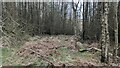 Trees on Dionscourt Hill