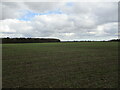 Autumn sown crop and New Park Wood