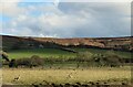 Geese in the fields