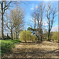 Fulbourn: dry horse pond and green willow