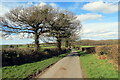 Coed deri ar heol fach / Oak trees on a minor road