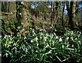 Snowdrops by Redcar Brook