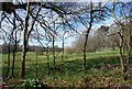 Fields and Woods, Wick Hill