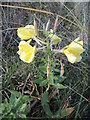 ST2953 : A little Evening Primrose (Oenothera biennis) by Neil Owen