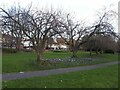 Cherry trees in Potternewton Park