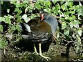 ST2788 : Moorhen beside the canal at Rogerstone by Robin Drayton