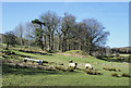 NY6458 : Sheep grazing at Midgeholme by Trevor Littlewood