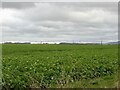 Irrigation, Wytheford