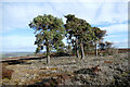 NZ0633 : Pine trees on the moor by Andy Waddington