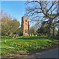 Waldringfield: daffodils at All Saints