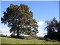 An oak between the woods