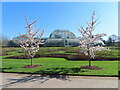 TQ1876 : Yoshino cherry blossom by Kew Gardens palm house by David Hawgood