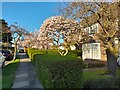 Garden in Gurney Drive, Hampstead Garden Suburb 