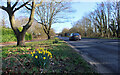 Daffodils by the A12