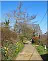 Waldringfield: daffodils on Sandy Lane