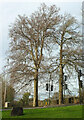 Trees near Brockley