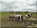 Horses, Burned Road, Shelf