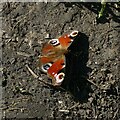 Peacock butterfly