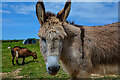 Marwood : Springfield Farm Donkey