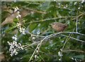 Wren, Bangor