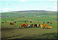 Cattle field near Coombs Wood