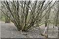 Coppicing, Blindley Heath