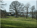 Trees along a field boundary, near Plas Llanfair