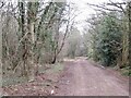 Logging road, Trellech Common