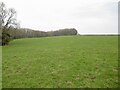 Field above Cwm-bychan