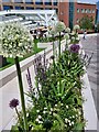 Flowers at Television Centre